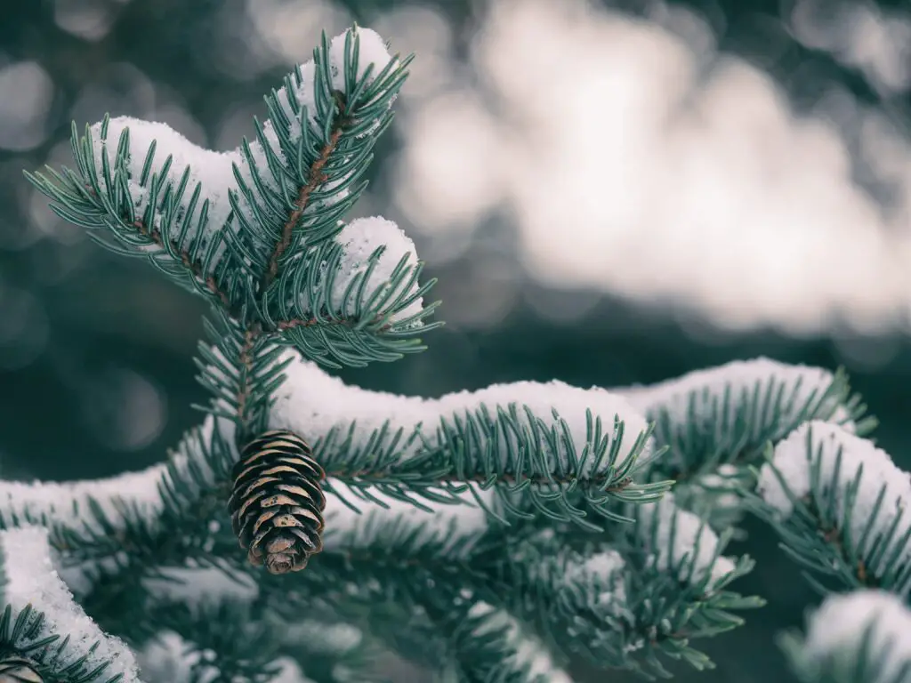 dennenappels sneeuw groen