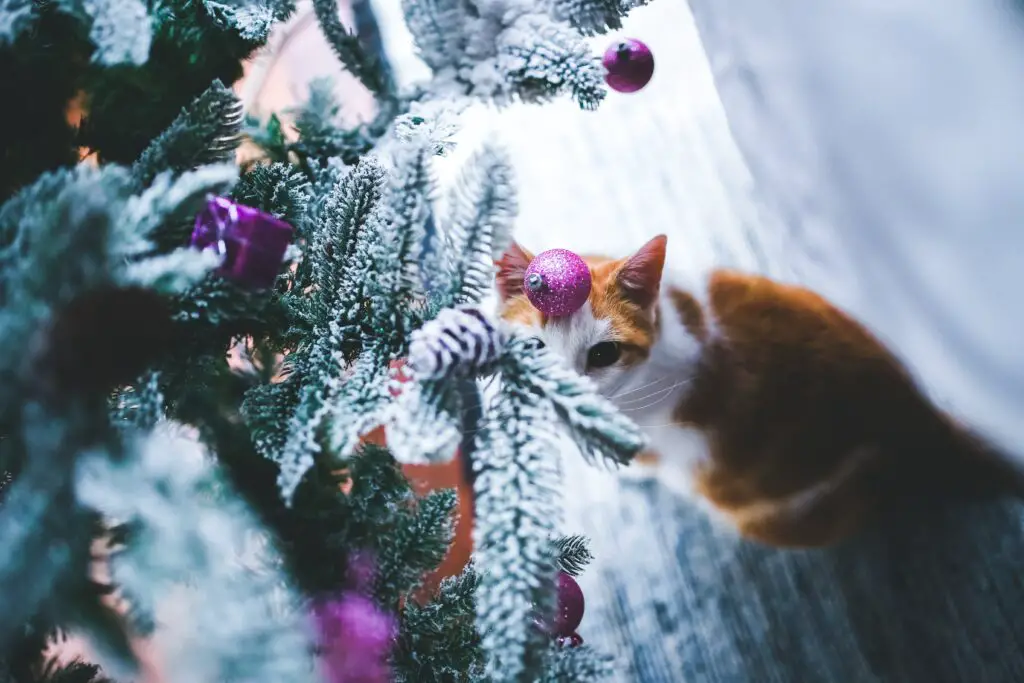 cat Christmas tree
