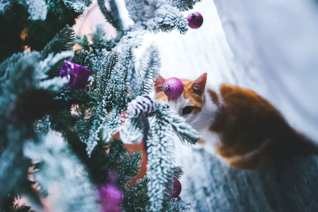 Katze Weihnachtsbaum