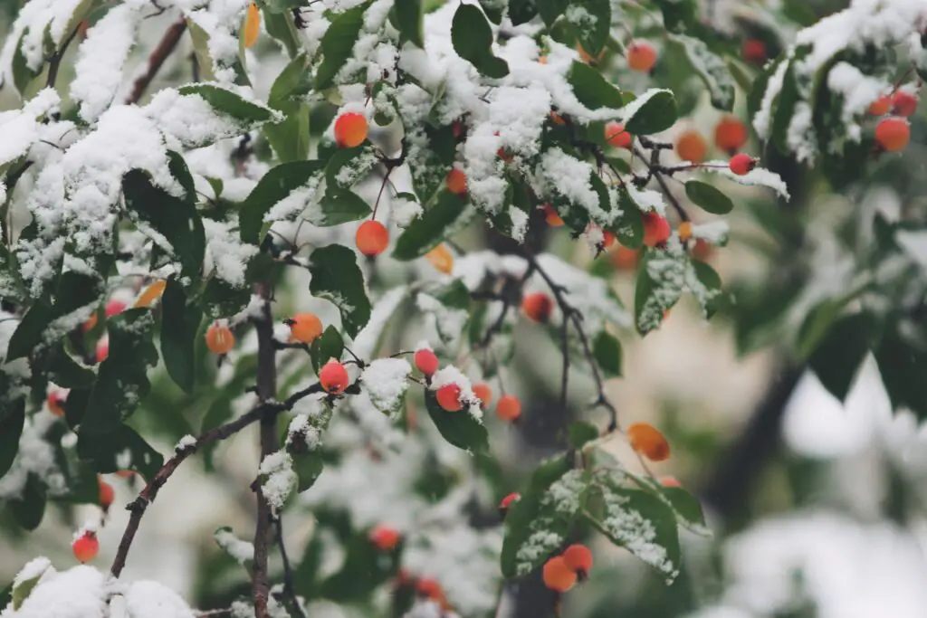 Winter Melone Baum Busch Schnee Natur grün orange