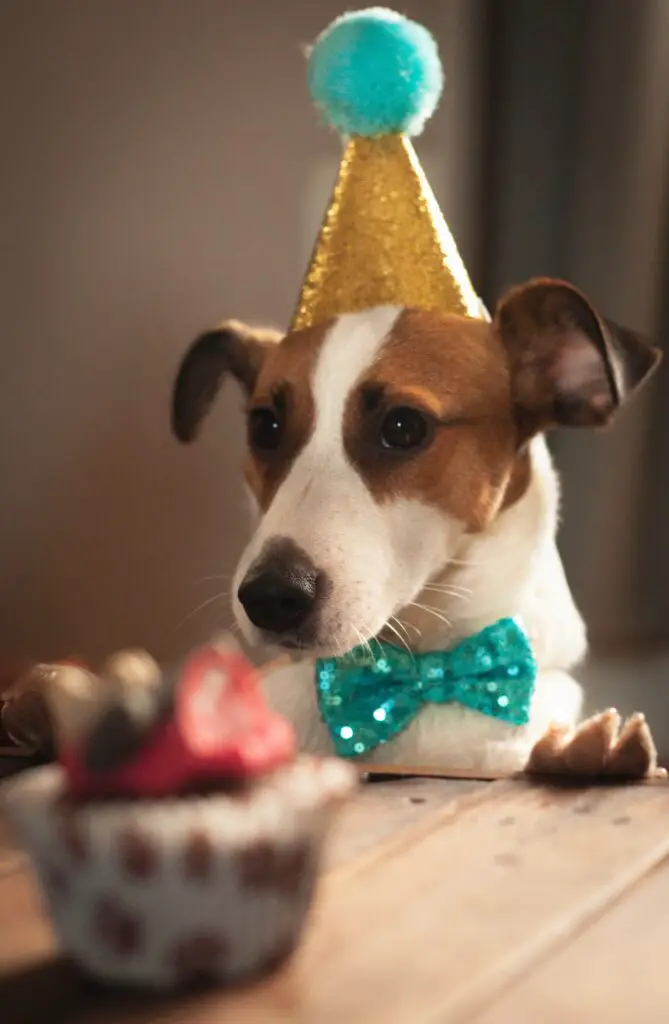 Fiesta de cumpleaños con sombrero