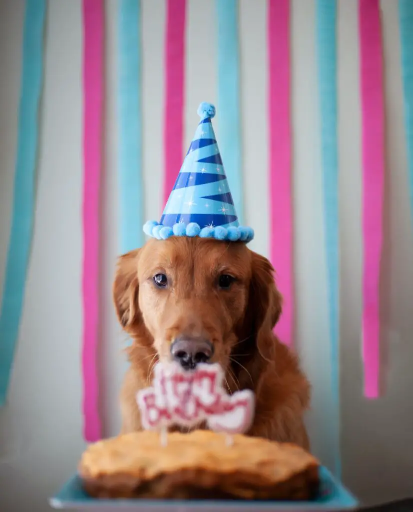 sombrero color perro